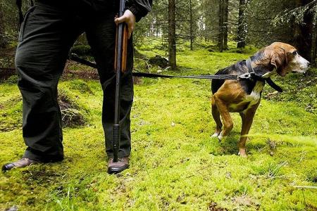 Races de chiens de chasse : 15 photos avec des noms