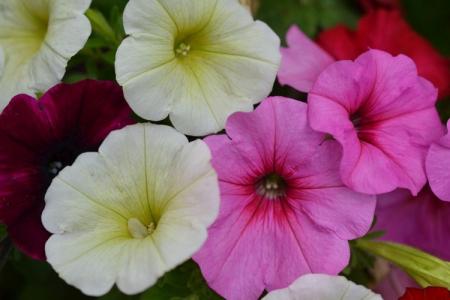 Pétunia (60 photos): types et caractéristiques des soins