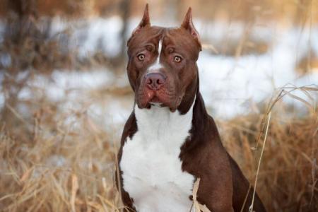 Pit Bull (American Pit Bull Terrier): description, caractère et soins de la race