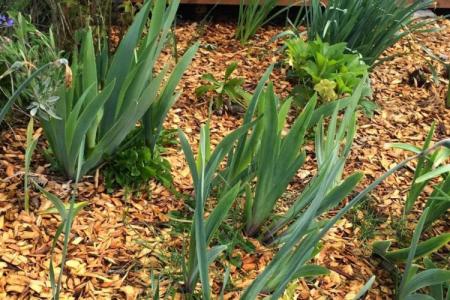 Why irises do not bloom: the main reasons for what to do