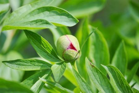 Pourquoi les pivoines ne fleurissent pas: les principales raisons de ce qu'il faut faire