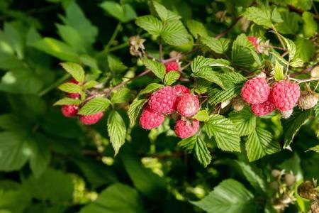 Pourquoi les feuilles de framboisier jaunissent et sèchent