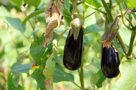 Why do eggplant leaves turn yellow and dry