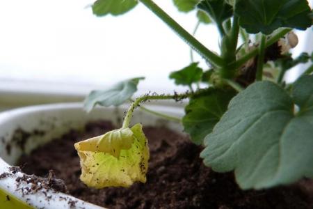 Pourquoi les feuilles de géranium jaunissent : que faire ?