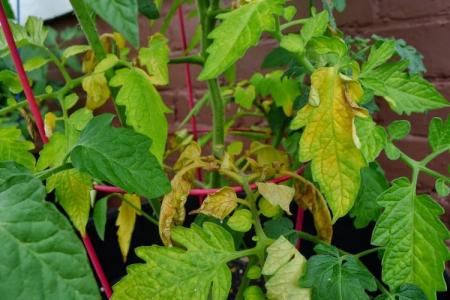 Why tomato leaves turn yellow and dry