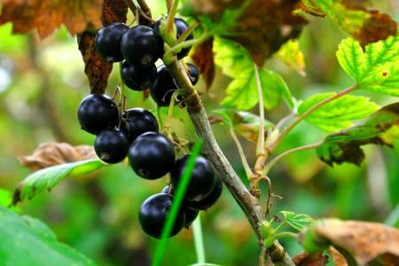 Pourquoi les feuilles de cassis jaunissent et sèchent