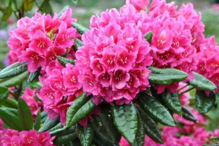 Rhododendron (70 fotó): az ellátás típusai és jellemzői