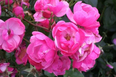 Floribunda rose: the best varieties for the Moscow region