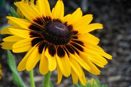 Rudbeckia (60 fotó): fajták és megfelelő gondozás