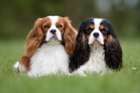 Top 10 most expensive dog breeds in the world