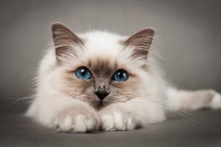 The most beautiful cat breeds in the world: photos with names