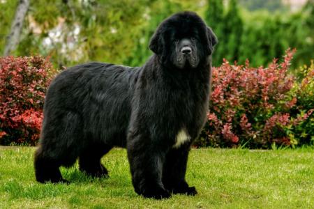 The most obedient dog breeds: names and photos