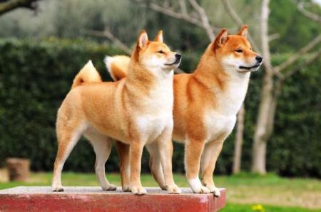 Shiba Inu : description de la race, du caractère et des soins (60 photos)