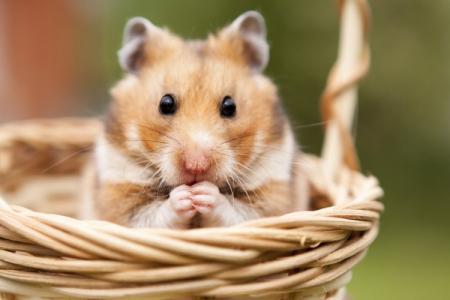 Cât trăiesc hamsterii și cum le puteți extinde viața