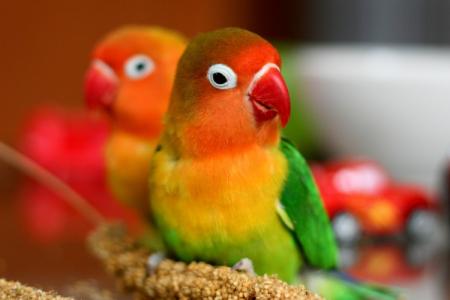 How long do parrots live and how can you extend their life?