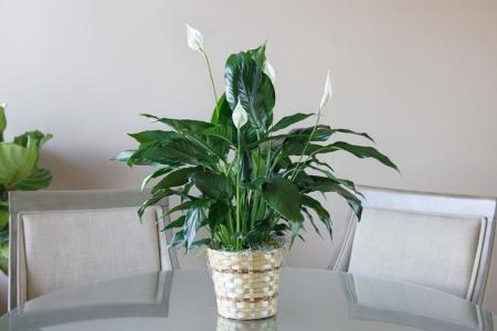 Spathiphyllum (60 photos): types and features of care