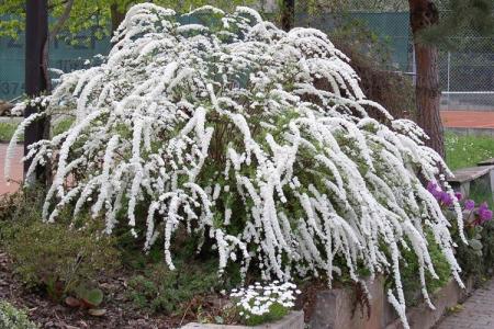 Spirea (80 fotó): a cserje típusai, gondozása és leírása