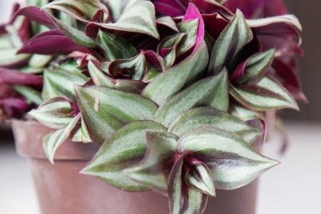 Tradescantia (60 photos): types and features of care