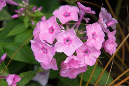 Types et variétés de phlox : photos, noms et descriptions (catalogue)