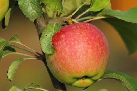 Apple tree Medunitsa: variety description, care and planting