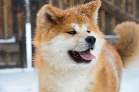Races de chiens japonais : noms et photos (catalogue)