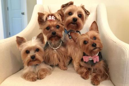 Yorkshire terrier: leírás, karakter és gondozás