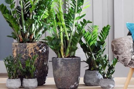 Zamioculcas: otthoni ápolás, szaporodás és transzplantáció